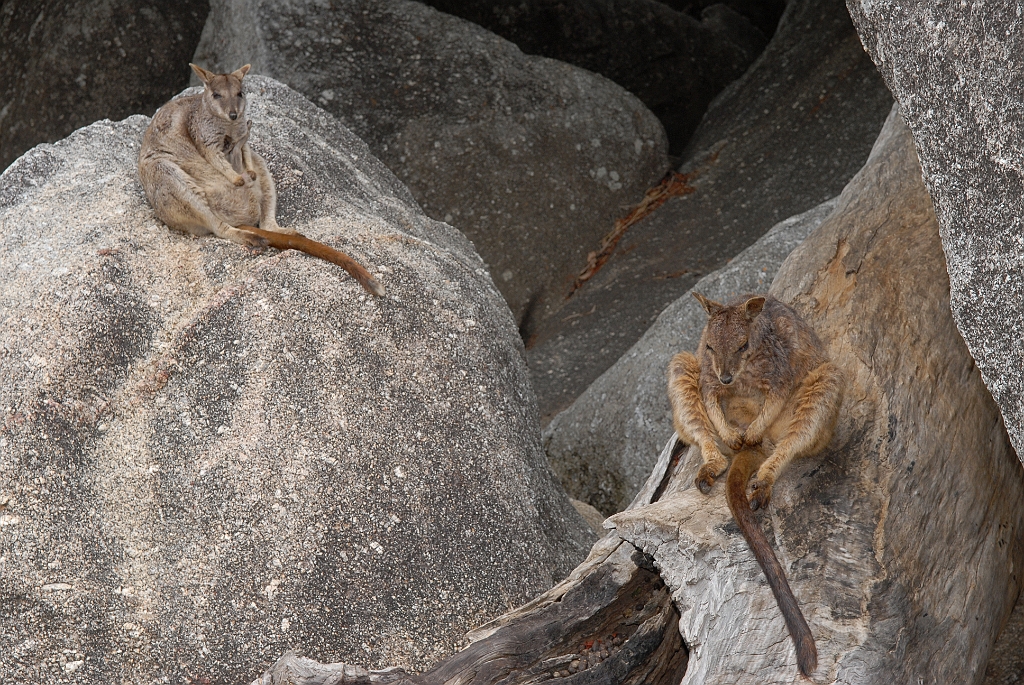 0274 Granite Gorge.jpg